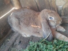 De vanzare Femela Berbec german varsta 6 luni jumate